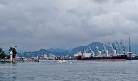 В порту Батуми массово гибнут морские животные