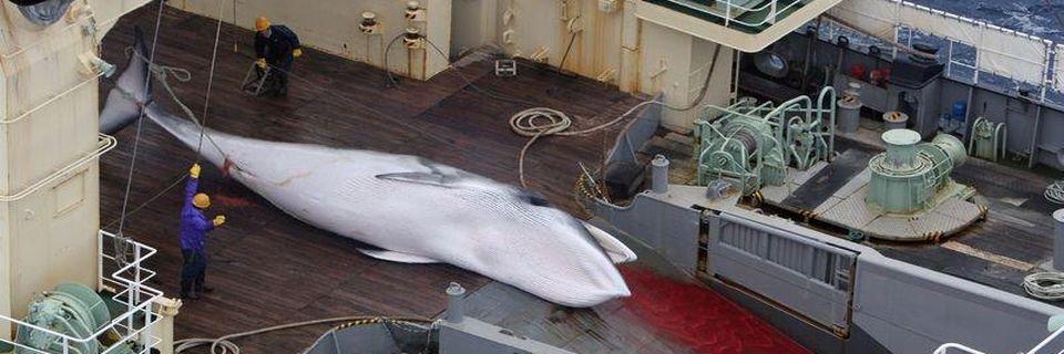 Морякам вновь разрешили истреблять китов, — мир в шоке