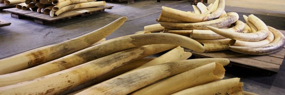 Моряков поймали в порту с грузом слоновой кости