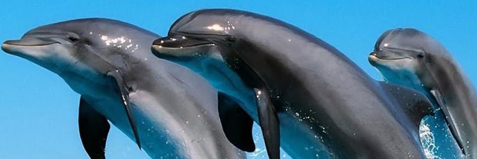 От смерти в пастях акул мореплавателей спасли дельфины (ВИДЕО)