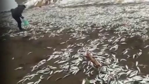 «Селедочный шторм» стал настоящим новогодним чудом (ВИДЕО)