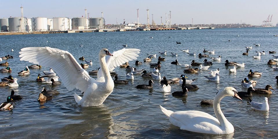 Никаких инспекторов: экологию в портах Украины будет контролировать автоматика