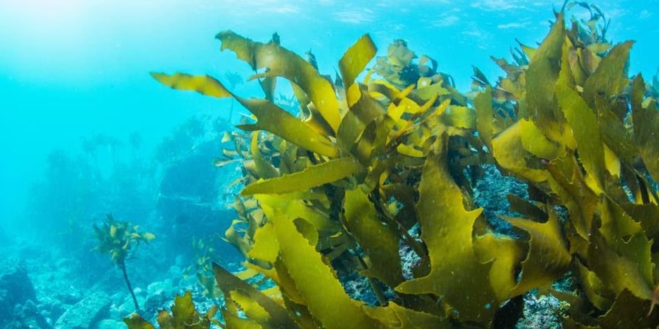 Судовое топливо заменят на топливо из водорослей?