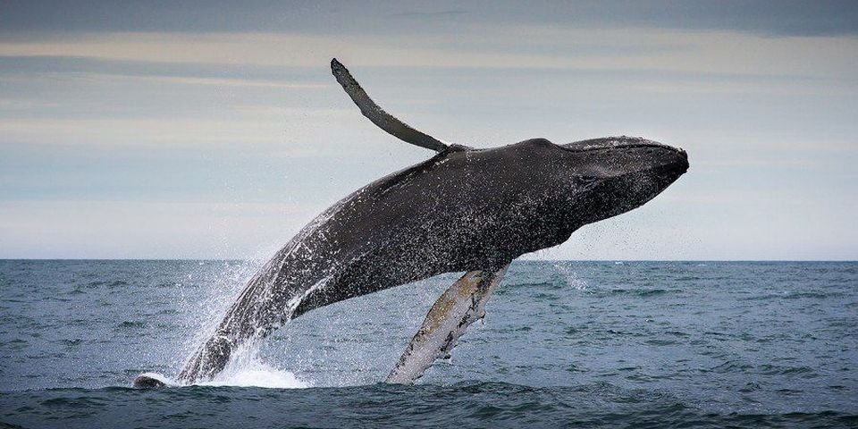 Скорость судов в Панамском канале ограничили