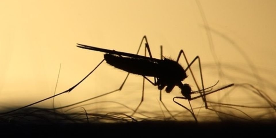 Моряки больше не будут умирать от малярии