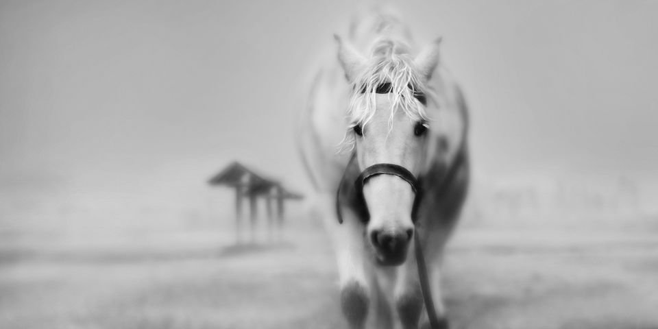 «Рабочие лошади», а не Люди: так моряки видят себя в глазах работодателя