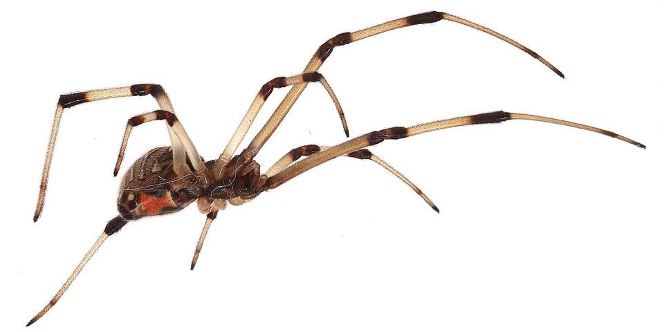 Более сотни «вдов» обнаружили на иностранном судне