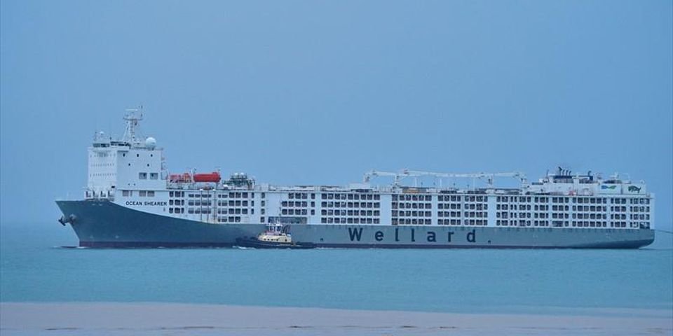 Австралия приняла судно, а потом узнала, что там коронавирус