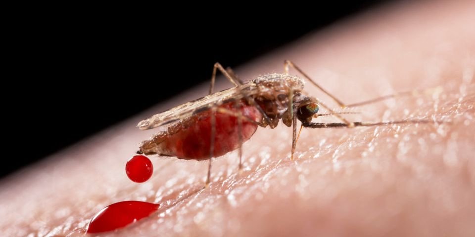 Украинский моряк привез с рейса малярию и умер от неё