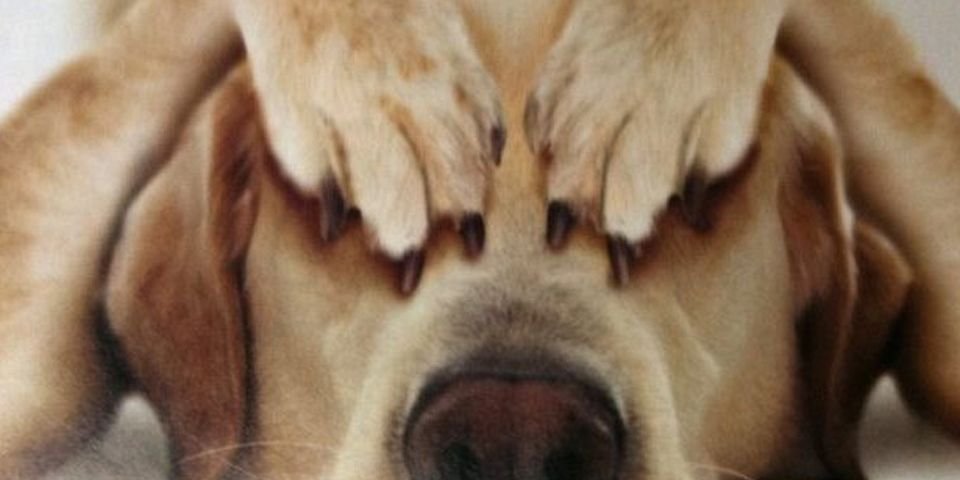 «Мне стыдно работать с украинцами»: компания нашла причину не платить ЗП