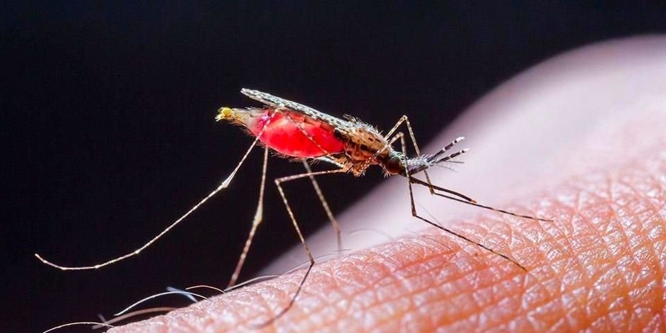 Плохое состояние, а далее отёк головного мозга — моряк привёз домой малярию