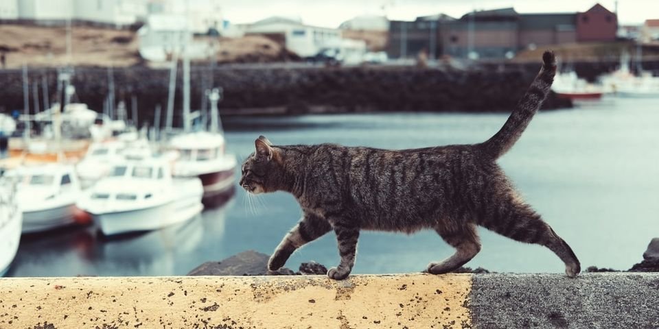 В канун свадьбы моряк прыгнул за борт, узнав о венерическом заболевании